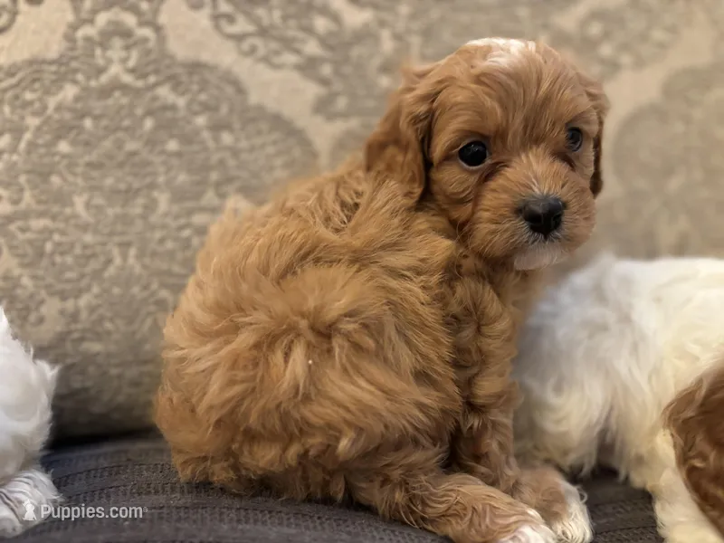 Nemo – Cavapoo puppy for sale in Chicago, IL
