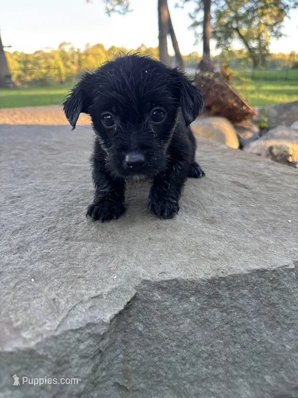 Albert  – Yorkipoo, Yorkshire Terrier puppy for sale in Chicago, IL