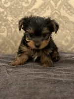 Teddy Bear  (free delivery to Chicago area, a male Yorkshire Terrier for sale in Chicago, IL – 4 of 7