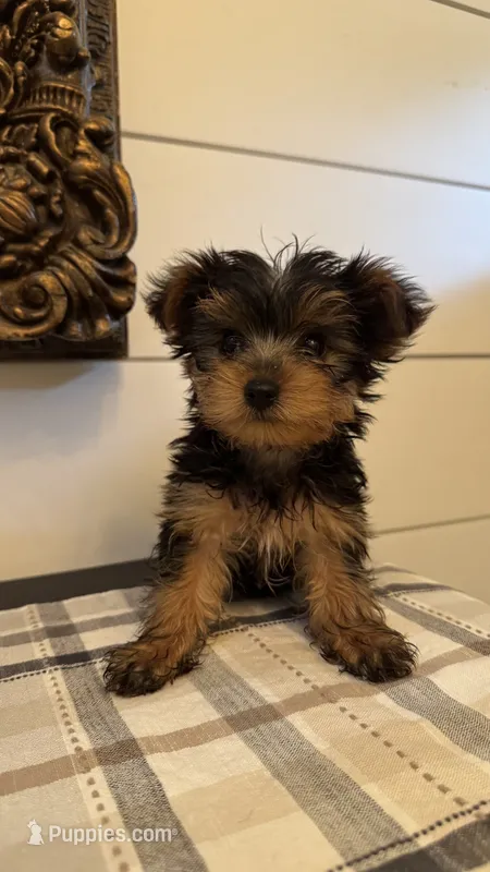 Teddy Bear  (free delivery to Chicago area – Yorkshire Terrier puppy for sale in Chicago, IL
