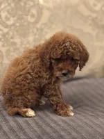 Princess Diana(free delivery to Chicago area, a female Miniature Goldendoodle for sale in Chicago, IL – 7 of 7