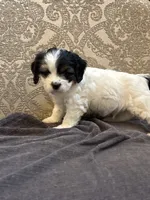 Stevie(free delivery to Chicago area, a male Coton de Tulear and Cavalier King Charles Spaniel for sale in Chicago, IL – 9 of 9