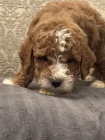 Norman(free delivery to Chicago area, a male Miniature Goldendoodle for sale in Chicago, IL – 5 of 9