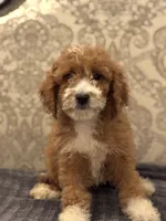 Betty(free delivery to Chicago area, a female Poodle - Standard  and Miniature Goldendoodle for sale in Chicago, IL – 3 of 8