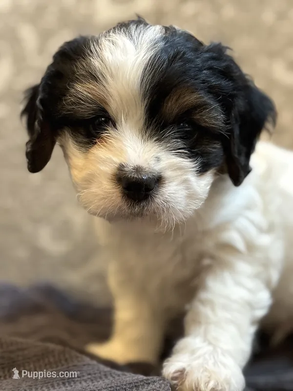 Stevie(free delivery to Chicago area – Coton de Tulear, Cavalier King Charles Spaniel puppy for sale in Chicago, IL