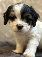 Stevie(free delivery to Chicago area, a male Coton de Tulear and Cavalier King Charles Spaniel for sale in Chicago, IL – 4 of 9
