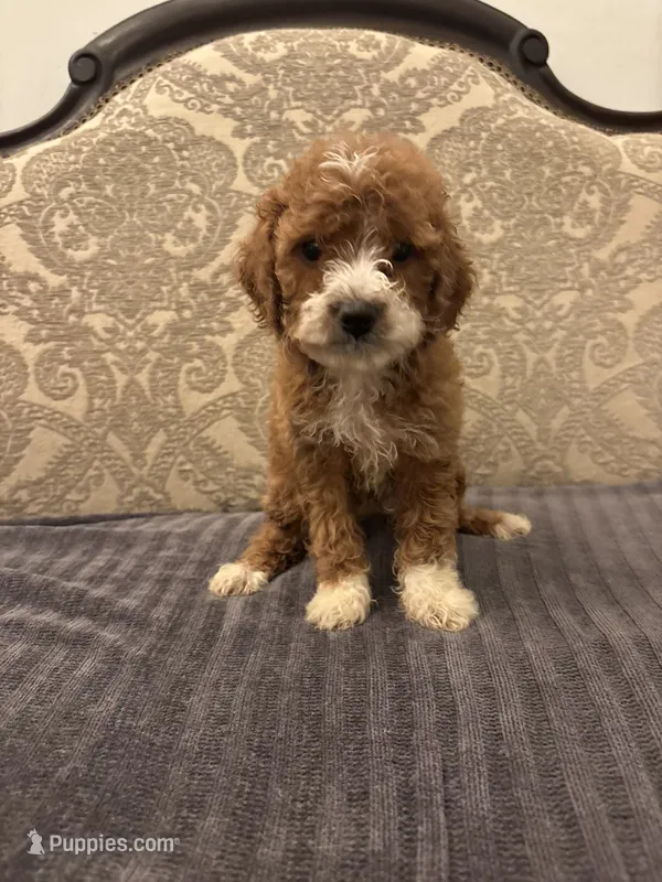 Betty(free delivery to Chicago area – Miniature Goldendoodle puppy for sale in Chicago, IL