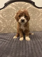 Betty(free delivery to Chicago area, a female Miniature Goldendoodle for sale in Chicago, IL – 6 of 7