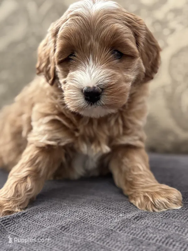 Joey – Cavapoo, Cavalier King Charles Spaniel puppy for sale in Chicago, IL