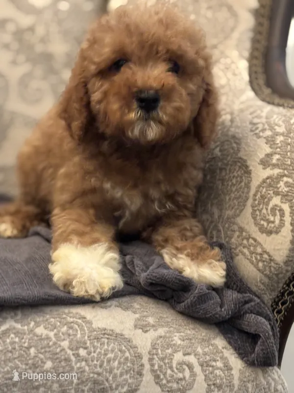 Cami(free delivery to Chicago area – Goldendoodle, Miniature Goldendoodle puppy for sale in Chicago, IL
