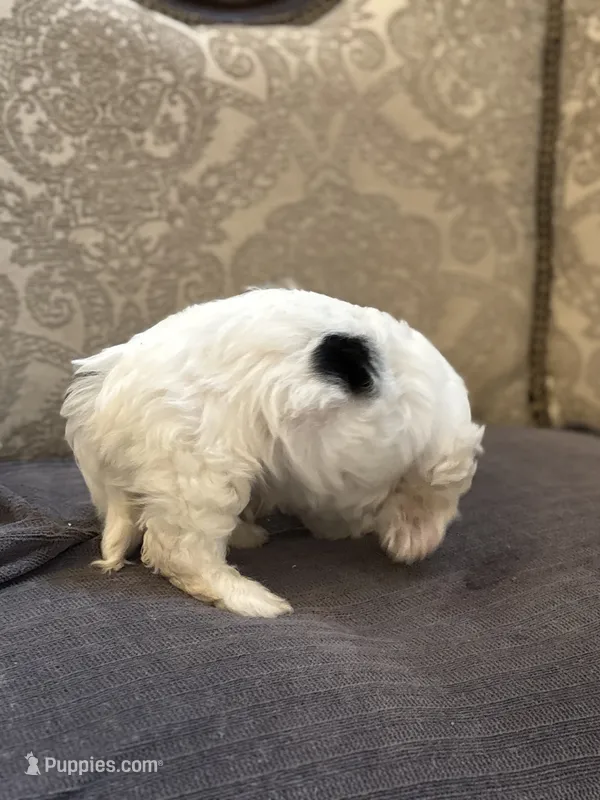 Stevie(free delivery to Chicago area – Coton de Tulear, Cavalier King Charles Spaniel puppy for sale in Chicago, IL