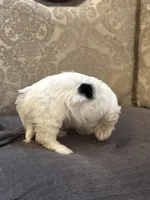 Stevie(free delivery to Chicago area, a male Coton de Tulear and Cavalier King Charles Spaniel for sale in Chicago, IL – 3 of 9