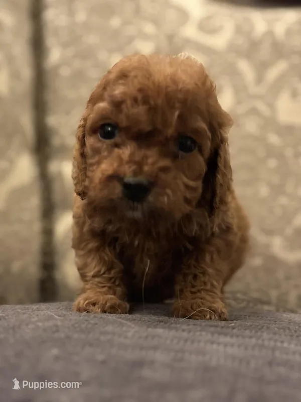 Abby (free delivery to Chicago  – Miniature Goldendoodle puppy for sale in Chicago, IL