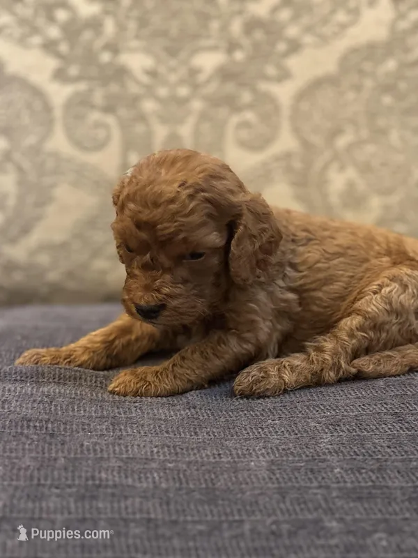 Abby (free delivery to Chicago  – Miniature Goldendoodle puppy for sale in Chicago, IL