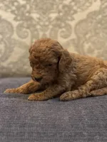 Abby (free delivery to Chicago , a female Miniature Goldendoodle for sale in Chicago, IL – Photo 1 of 4