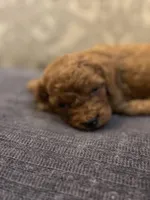 Abby (free delivery to Chicago , a female Miniature Goldendoodle for sale in Chicago, IL – Photo 2 of 4