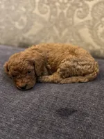 Abby (free delivery to Chicago , a female Miniature Goldendoodle for sale in Chicago, IL – Photo 3 of 4