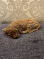 Abby (free delivery to Chicago , a female Miniature Goldendoodle for sale in Chicago, IL – Photo 4 of 4