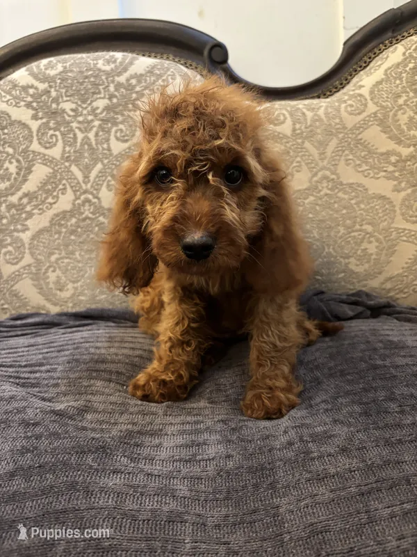 April  – Miniature Goldendoodle puppy for sale in Chicago, IL
