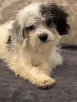 Nemo , a male Cavalier King Charles Spaniel and Poodle - Toy  for sale in Chicago, IL – 5 of 9