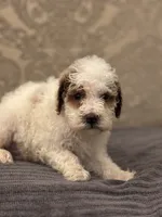 Miley(free delivery to Chicago , a female Miniature Goldendoodle for sale in Chicago, IL – 7 of 8