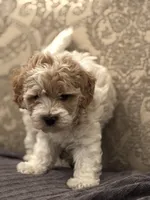 Tex(free delivery to Chicago area, a male Cavapoo for sale in Chicago, IL – 5 of 7