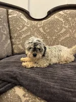 Emily (free delivery to Chicago area, a female Cavalier King Charles Spaniel for sale in Chicago, IL – 9 of 9
