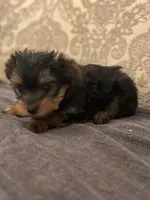 Teddy Bear  (free delivery to Chicago area, a male Yorkshire Terrier for sale in Chicago, IL – 3 of 7