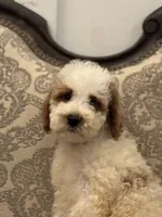Milly(free delivery to Chicago area, a female Miniature Goldendoodle for sale in Lansing, IL – 6 of 8