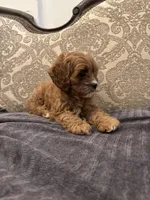 Amanda(free delivery to Chicago area, a female Cavapoo for sale in Chicago, IL – 8 of 10
