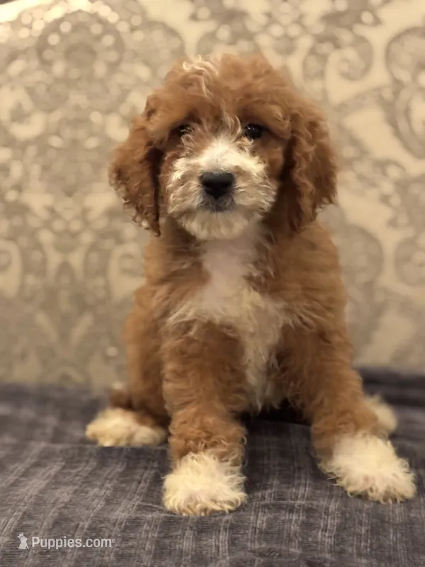 Betty(free delivery to Chicago area – Miniature Goldendoodle puppy for sale in Lansing, IL