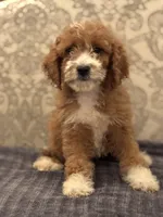 Betty(free delivery to Chicago area, a female Poodle - Standard  and Miniature Goldendoodle for sale in Chicago, IL – 7 of 8