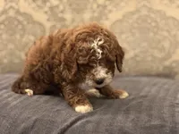 Norman(free delivery to Chicago area, a male Miniature Goldendoodle for sale in Chicago, IL – 8 of 9