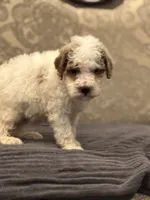 Miley(free delivery to Chicago , a female Miniature Goldendoodle for sale in Chicago, IL – 3 of 8