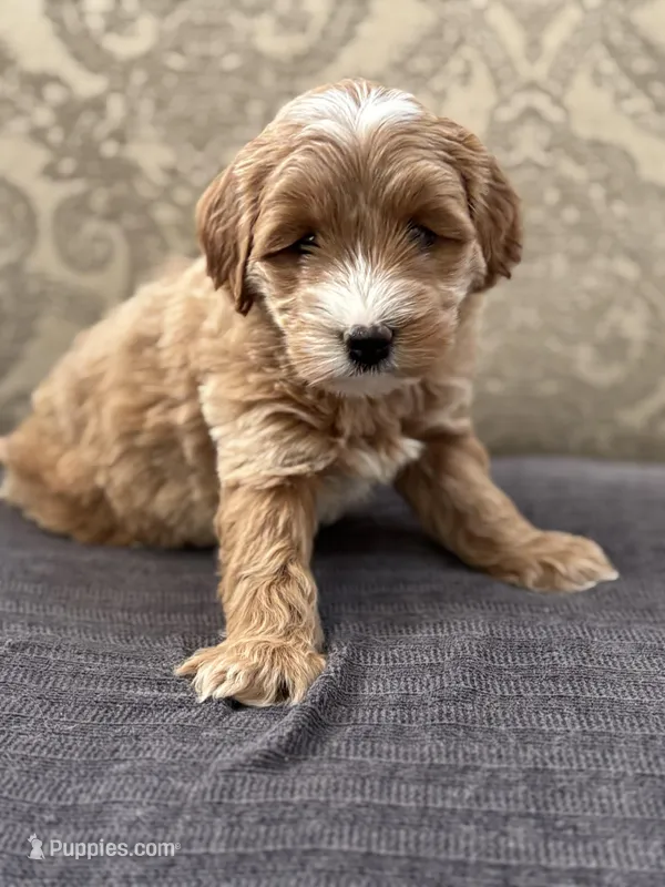 Scotty (free delivery to Chicago  – Cavapoo, Cavalier King Charles Spaniel puppy for sale in Chicago, IL