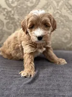 Scotty (free delivery to Chicago , a male Cavapoo and Cavalier King Charles Spaniel for sale in Chicago, IL – Photo 5 of 7