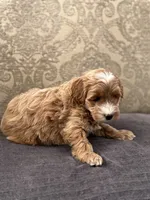 Scotty (free delivery to Chicago , a male Cavapoo and Cavalier King Charles Spaniel for sale in Chicago, IL – Photo 6 of 7