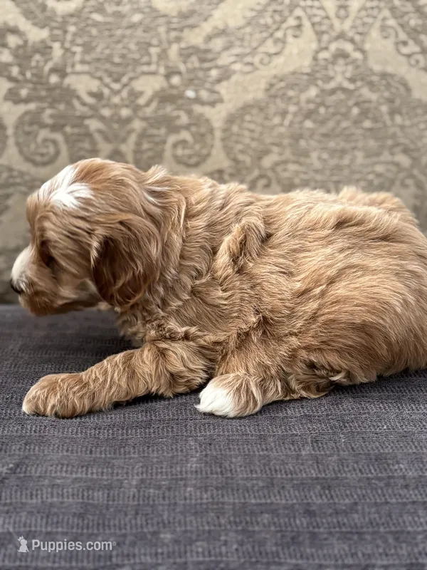 Scotty (free delivery to Chicago  – Cavapoo, Cavalier King Charles Spaniel puppy for sale in Chicago, IL