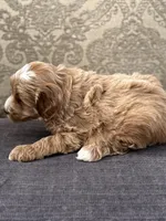 Scotty (free delivery to Chicago , a male Cavapoo and Cavalier King Charles Spaniel for sale in Chicago, IL – Photo 7 of 7