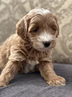 Scotty (free delivery to Chicago , a male Cavapoo and Cavalier King Charles Spaniel for sale in Chicago, IL – Photo 1 of 7