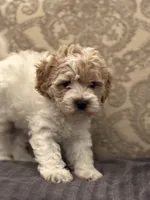 Tex(free delivery to Chicago area, a male Cavapoo for sale in Chicago, IL – 7 of 7