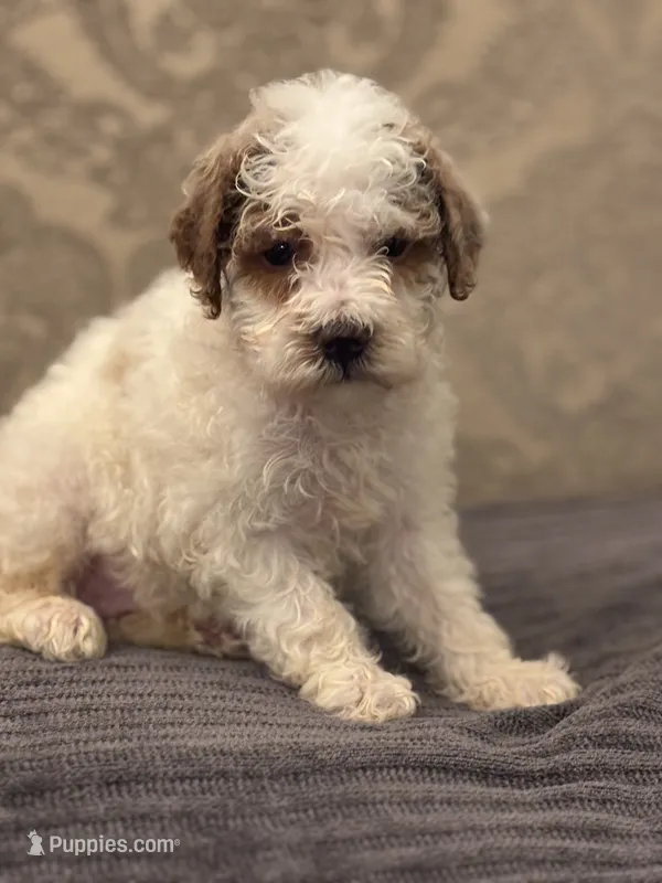 Miley(free delivery to Chicago  – Miniature Goldendoodle puppy for sale in Chicago, IL