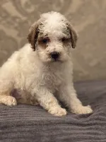 Miley(free delivery to Chicago , a female Miniature Goldendoodle for sale in Chicago, IL – 4 of 8