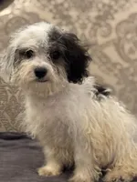 Nemo , a male Cavalier King Charles Spaniel and Poodle - Toy  for sale in Chicago, IL – 8 of 9
