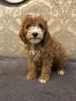 Nemo (free delivery to Chicago , a male Miniature Goldendoodle for sale in Chicago, IL – 4 of 7
