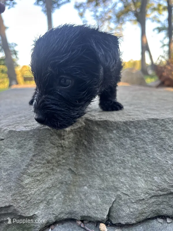 Dunken – Yorkipoo, Yorkshire Terrier puppy for sale in Chicago, IL