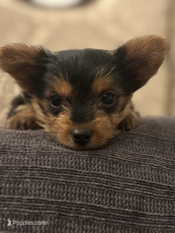 Cami (free delivery to Chicago  – Yorkshire Terrier puppy for sale in Chicago, IL
