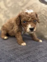 Toby, a male Miniature Goldendoodle for sale in Chicago, IL – Photo 5 of 5