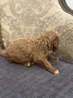 Toby, a male Miniature Goldendoodle for sale in Chicago, IL – Photo 2 of 5