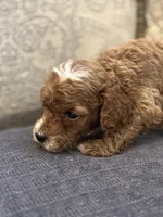 Toby, a male Miniature Goldendoodle for sale in Chicago, IL – Photo 3 of 5